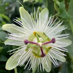 Passiflora Caerulea Constance Eliott | 3L Pot