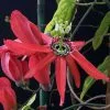 Passiflora Racemosa | 3 Lt Pot 2 Passiflora Racemosa | 3 Lt Pot -All Plants Sales Store PL00004279 a106