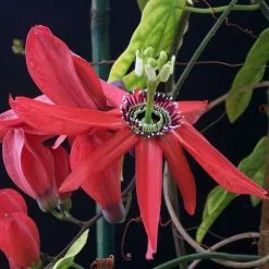 Passiflora Racemosa | 3 Lt Pot
