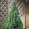 Picea Glauca Var. Albertiana Conica | 15cm Pot -All Plants Sales Store PL00004595 8c82