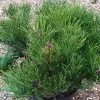 Pinus Mugo Subsp. Mugo | 2 Litre Pot -All Plants Sales Store PL00004640 2830