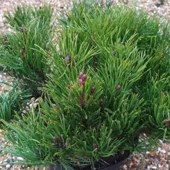 Pinus Mugo Subsp. Mugo | 2 Litre Pot