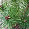 Pinus Nigra Helga | 2 Litre Pot 1 Pinus Nigra Helga | 2 Litre Pot -All Plants Sales Store PL00004655 0eb2