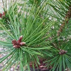 Pinus Nigra Helga | 2 Litre Pot