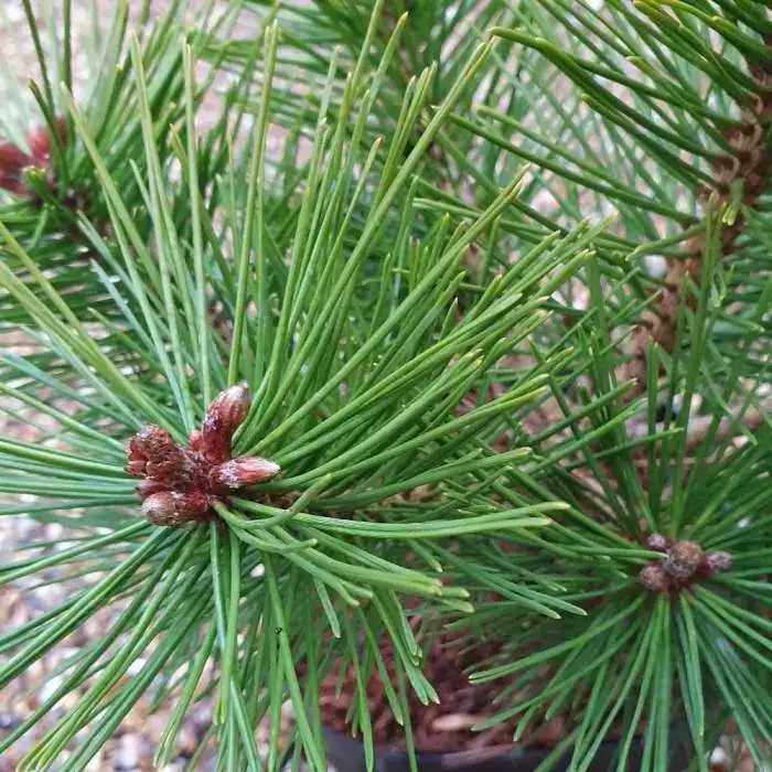 Pinus Nigra Helga | 2 Litre Pot 3 Pinus Nigra Helga | 2 Litre Pot