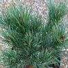 Pinus Sylvestris Watereri | 2 Litre Pot -All Plants Sales Store PL00004681 cb3d