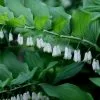 Polygonatum X Hybridum | 2 Litre Pot -All Plants Sales Store PL00004748 f4d8