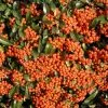 Pyracantha Saphyr Orange ('Cadange') | 10lt Trellis -All Plants Sales Store PL00004875 e3f7