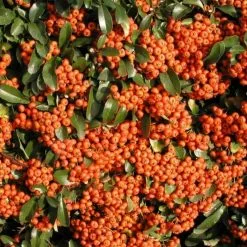 Pyracantha Saphyr Orange ('Cadange') | 10lt Trellis