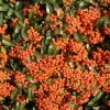 Pyracantha Saphyr Orange ('Cadange') | 2L Pot -All Plants Sales Store PL00004886 4933