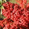 Pyracantha Saphyr Rouge ('Cadrou') | 2L Pot -All Plants Sales Store PL00004887 e8d1