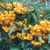 Pyracantha Saphyr Jaune ('Cadaune') | 2L Pot -All Plants Sales Store PL00004888 df33
