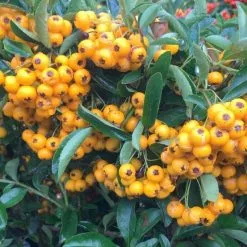 Pyracantha Saphyr Jaune ('Cadaune') | 10lt Trellis
