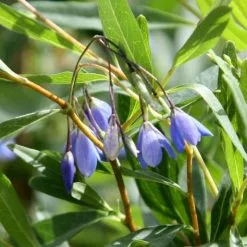 Billardiera Heterophylla | 3 Lt Pot