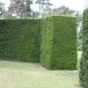 Taxus Baccata | 3L Pot -All Plants Sales Store PL00006330 1c0c