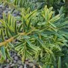 Taxus Baccata Summergold | 2L Pot 2 Taxus Baccata Summergold | 2L Pot -All Plants Sales Store PL00006342 21cd