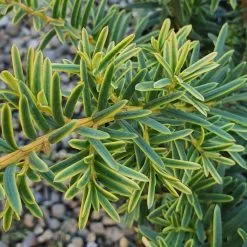 Taxus Baccata Summergold | 2L Pot