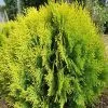 Platycladus Orientalis Aurea Nana | 3L Pot 2 Platycladus Orientalis Aurea Nana | 3L Pot -All Plants Sales Store PL00006405 9833