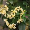 Trachelospermum Asiaticum | 3L Pot -All Plants Sales Store PL00006449 e624