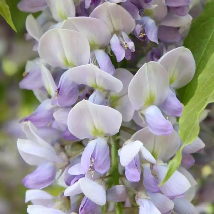 Wisteria × Formosa Caroline | 3L Pot 3 Wisteria × Formosa Caroline | 3L Pot