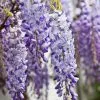 Wisteria Sinensis | 2L Pot