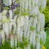 Wisteria Sinensis Var. Sinensis F. Alba | 3L Pot -All Plants Sales Store PL00006656 ed02