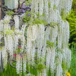 Wisteria Sinensis Var. Sinensis F. Alba | 3L Pot
