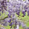 Wisteria Sinensis Amethyst | 3L Pot