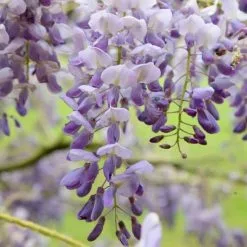 Wisteria Sinensis Amethyst | 3L Pot