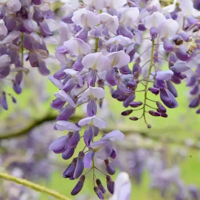 Wisteria Sinensis Amethyst | 3L Pot 3 Wisteria Sinensis Amethyst | 3L Pot