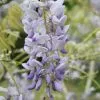 Wisteria Floribunda Lawrence | 2L Pot 1 Wisteria Floribunda Lawrence | 2L Pot -All Plants Sales Store PL00006659 36f4