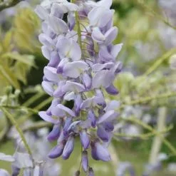 Wisteria Floribunda Lawrence | 2L Pot
