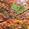 Acer Palmatum Atropurpureum | 3L Pot -All Plants Sales Store PL00006777 2a5b
