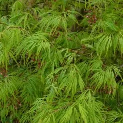 Acer Palmatum Dissectum | 3L Pot