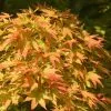 Acer Palmatum Sango-kaku | 3L Pot -All Plants Sales Store PL00006853 b4c9