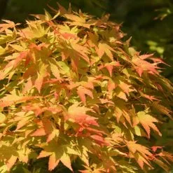 Acer Palmatum Sango-kaku | 3L Pot