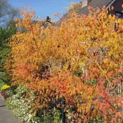 Koelreuteria Paniculata Coral Sun (PBR) | 5L Pot