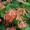 Lonicera Sempervirens | 3L Pot -All Plants Sales Store PL00080149 82c0