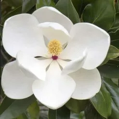 Magnolia Grandiflora | 3 Litre Pot