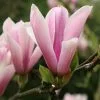 Magnolia Heaven Scent | 2L Pot