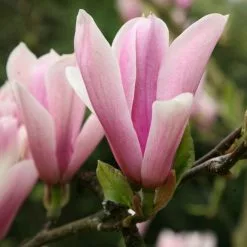 Magnolia Heaven Scent | 2L Pot