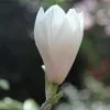 Magnolia × Soulangeana Alba Superba | 2L Pot -All Plants Sales Store PL00080242 a344