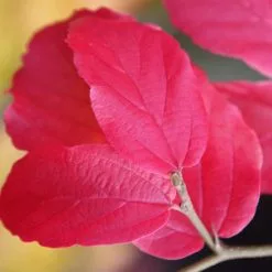 Parrotia Persica | 3L Pot