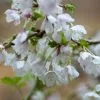 Prunus Incisa Kojo-no-mai | 2L Pot