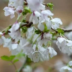 Prunus Incisa Kojo-no-mai | 2L Pot