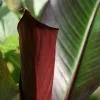Ensete Ventricosum Maurelii | 2L Pot -All Plants Sales Store PL020001276 114e
