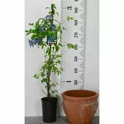 Clematis Macropetala 'Markham's Pink' - 3L Pot