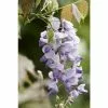 Wisteria × Formosa Caroline | 3 Litre Pot (60cm Cane) -All Plants Sales Store PL136500 main 1b77