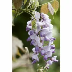Wisteria × Formosa Caroline | 3 Litre Pot (60cm Cane)