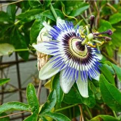 Blue Passion Flower | Passiflora Caerulea -All Plants Sales Store PL13657 add image 2 98cb